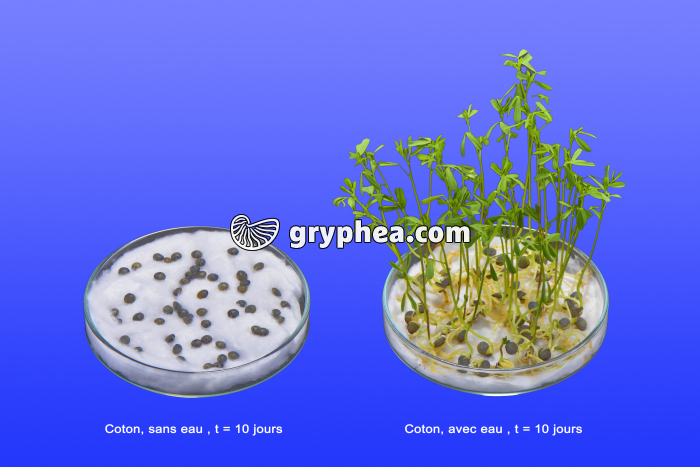 Expérience de germination des graines (lentilles sans eau - avec eau) - gryphea.com